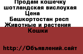 Продам кошечку шотландская-вислоухая. › Цена ­ 2 000 - Башкортостан респ. Животные и растения » Кошки   